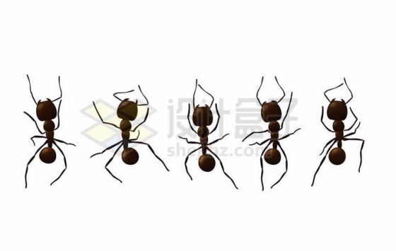 5种不同动作的蚂蚁2999741矢量图片免抠素材