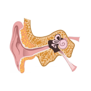 耳朵耳道耳蜗人体器官组织解剖图9538459免抠图片素材