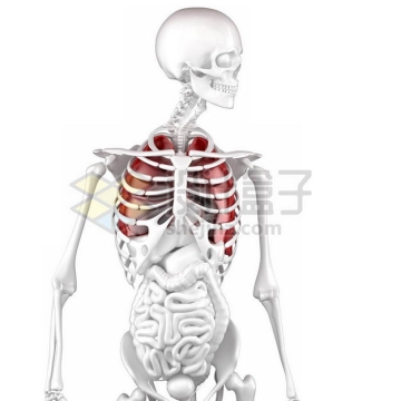3D立体白色骨架红色肺部和白色心脏肝脏大肠小肠等内脏塑料人体模型3805660图片免抠素材