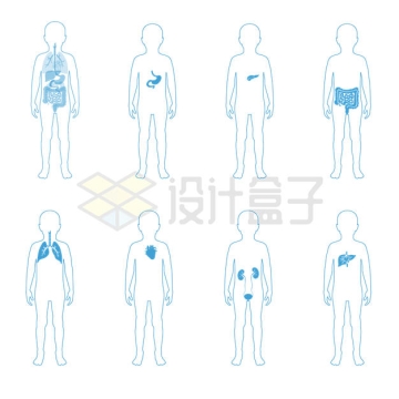 心脏肺部肠道等器官儿童人体模型解剖图9083104矢量图片免抠素材