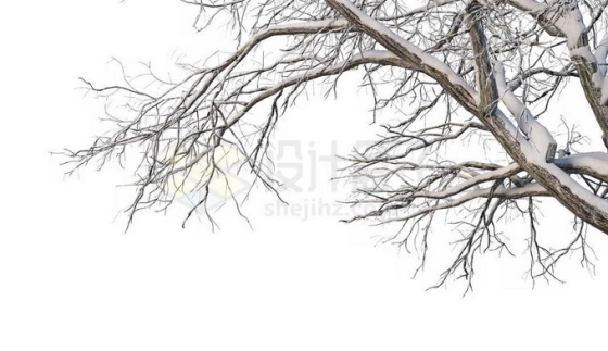 冬天下雪后的积雪大树枯树枝3831832免抠图片素材免费下载