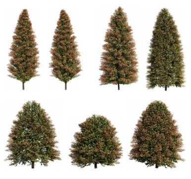 七款3D渲染的黑杨树美洲椴绿色大树641155免抠图片素材