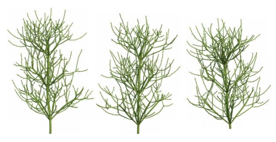 三款3D渲染的绿玉树大戟科绿植观赏植物219477免抠图片素材