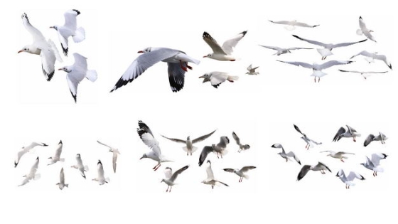 6款飞翔中的海鸥白色鸟儿鸟群4266149免抠图片素材