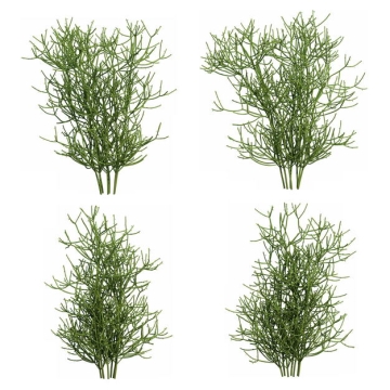 四款3D渲染的绿玉树大戟科绿植观赏植物263234免抠图片素材
