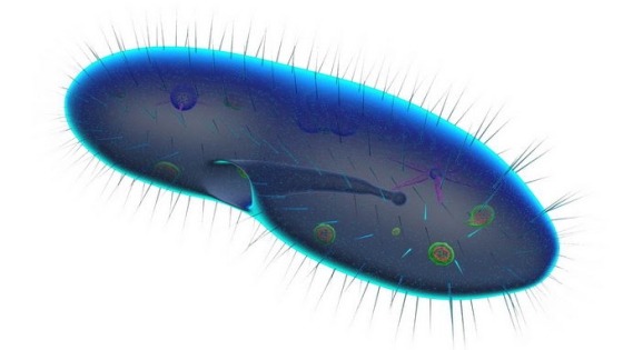 蓝紫色的草履虫单细胞原生动物微生物3037508png免抠图片素材