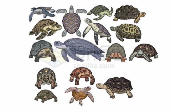 各种各样的海龟乌龟陆龟巨龟等龟科动物插画5844221矢量图片免抠素材免费下载