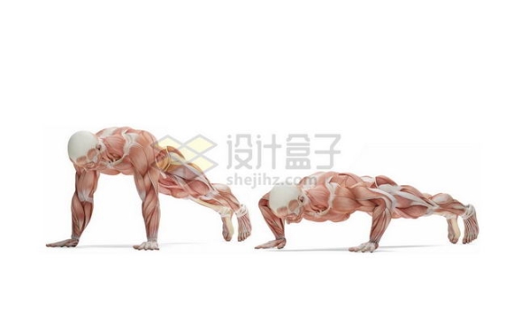 做俯卧撑的男性人体肌肉模型全身肌肉组织解剖示意图8369653图片免抠素材