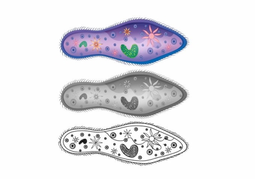 黑白和彩绘风格的草履虫单细胞原生动物微生物6111289矢量图片免抠素材免费下载
