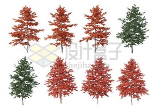 八棵红枫树榆树大树树绿植园林植被观赏植物7046812图片免抠素材