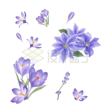 番红花和紫花地丁紫色花朵水彩画7373492矢量图片免抠素材