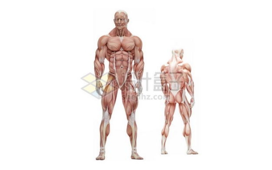 站立的男性人体肌肉模型全身肌肉组织解剖示意图3312097图片免抠素材