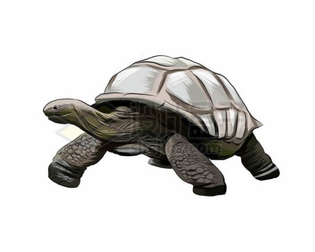 一只巨龟大乌龟陆龟加拉帕戈斯群岛象龟爬行动物9343141矢量图片免抠素材免费下载