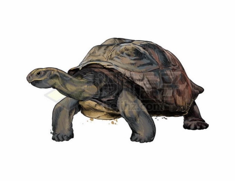 一只大乌龟陆龟加拉帕戈斯群岛象龟爬行动物9456588矢量图片免抠素材免费下载