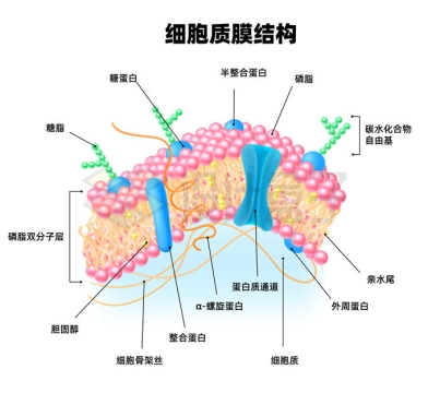细胞膜结构模式图详细图片