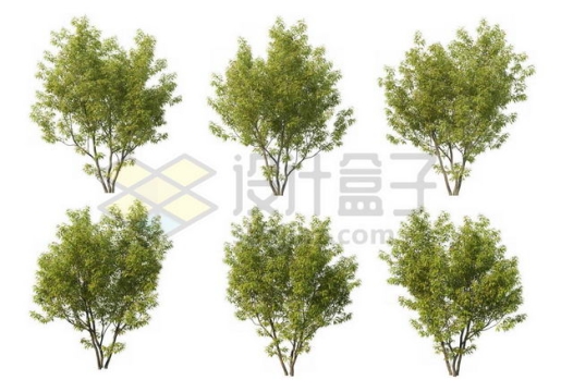 六棵榉树大树树绿植园林植被观赏植物9073734图片免抠素材