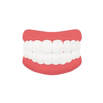 洁白的牙齿模型人体器官组织2602229PSD图片免抠素材