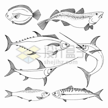 手绘素描风格马鲛鱼大黄鱼等各种海鱼png图片免抠矢量素材