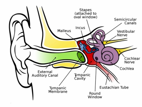 耳朵耳蜗结构耳鼓膜听骨386471png图片免抠素材