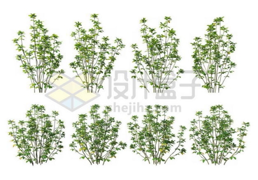 八棵厚朴树枝大树树绿植园林植被观赏植物4045059图片免抠素材