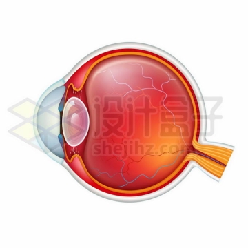 一款逼真的人体眼球结构图9402566矢量图片免抠素材免费下载