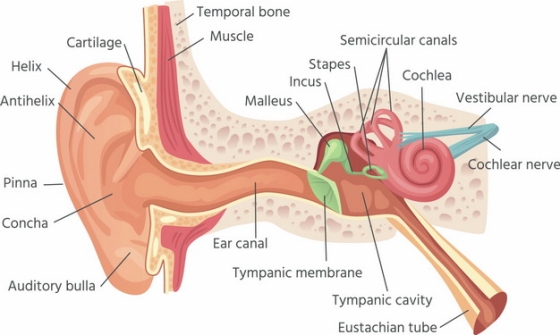 耳朵耳蜗结构耳鼓膜听骨324728png图片免抠素材