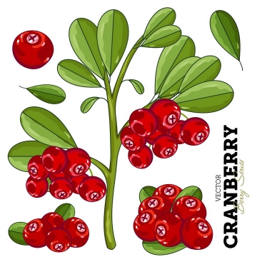 手绘长在枝头上的蔓越橘蔓越莓小红莓美味水果图片免抠矢量素材