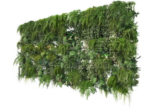 茂盛的热带树叶蕨类植物叶子组成的植物墙装饰7862911图片免抠素材