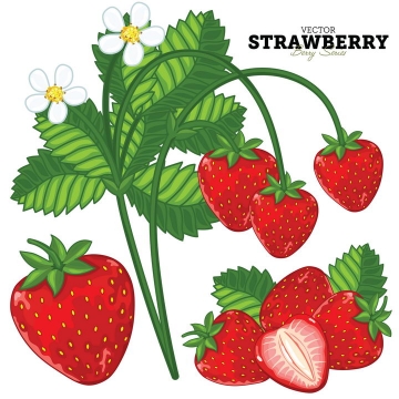 美味水果草莓和草莓花朵叶子图片免抠矢量素材