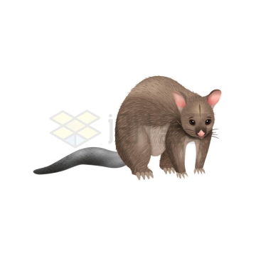 袋鼬澳大利亚有袋类动物1497887矢量图片免抠素材