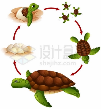 海龟的一生从出壳到变成海龟到产卵6842250矢量图片免抠素材免费下载