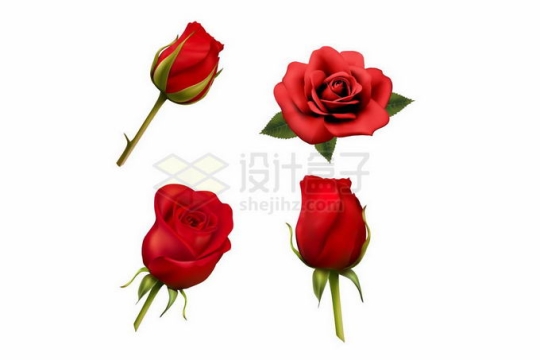 4款美丽的红色玫瑰花鲜花花朵3156303矢量图片免抠素材