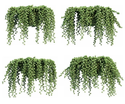 四款3D渲染的翡翠珠吊兰绿植观赏植物937876免抠图片素材
