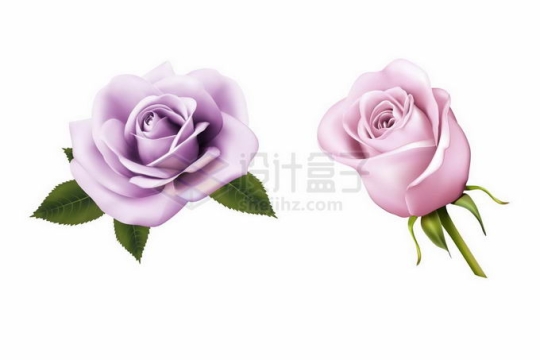 盛开的淡紫色粉色玫瑰花鲜花花朵9107372矢量图片免抠素材