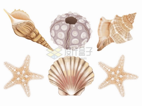 海螺海星扇贝等珊瑚礁动物png图片免抠矢量素材
