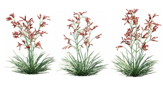 三款3D渲染的袋鼠爪花卉绿植观赏植物975542免抠图片素材
