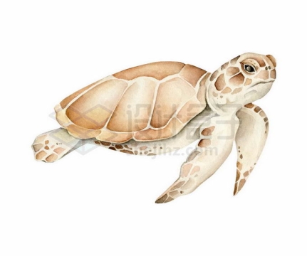 一只海龟水彩插画9184617矢量图片免抠素材免费下载