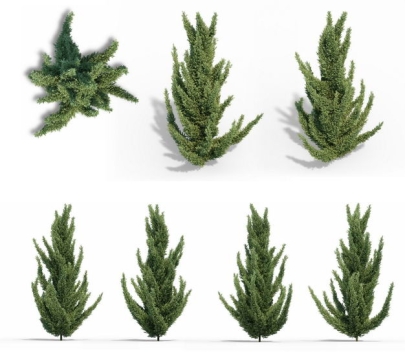 七款3D渲染的龙柏刺柏绿植观赏植物406774免抠图片素材