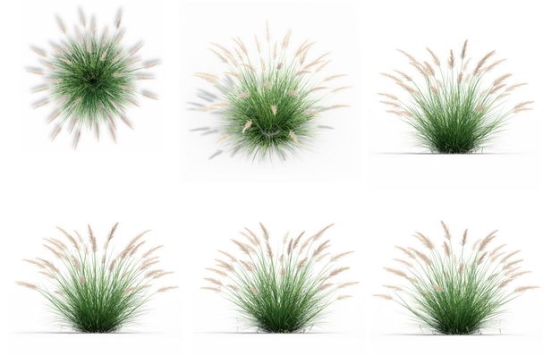 六款3D渲染的狼尾草狗尾草野草茅草绿植观赏植物336676免抠图片素材