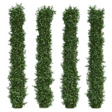 四款3D渲染的垂叶榕茂盛的绿萝绿植观赏植物402189免抠图片素材