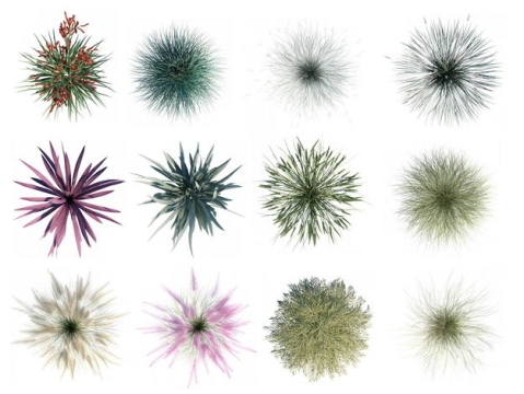 十二款3D渲染的丝兰绿植观赏植物517361免抠图片素材