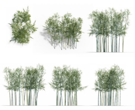 七款3D渲染的竹林毛竹绿植观赏植物288050免抠图片素材