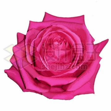 一朵盛开的玫红色鲜花玫瑰花大红花3238074向量图片素材