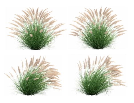 四款3D渲染的蒲苇绿植观赏植物737813免抠图片素材
