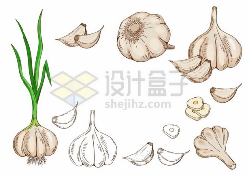 各种大蒜头大蒜瓣和青蒜美味蔬菜7571030矢量图片免抠素材