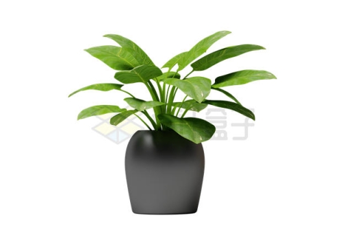 黑色花盆中的大叶子的绿色植物2514587PSD免抠图片素材