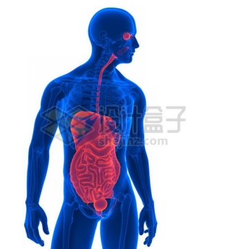 3D立体红色消化系统和蓝色心脏肺部肝脏大肠小肠等内脏塑料人体模型1323315图片免抠素材