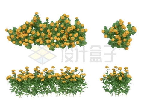 4款盛开的黄色花朵菊花植株2793680PSD免抠图片素材