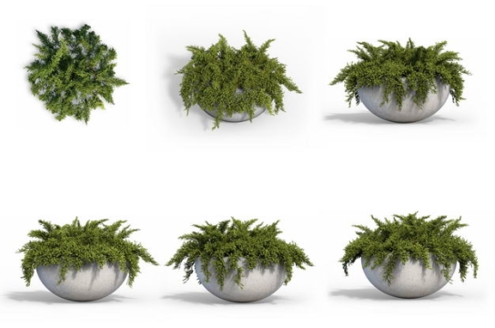 六款3D渲染的天门冬盆栽绿植观赏植物700813免抠图片素材