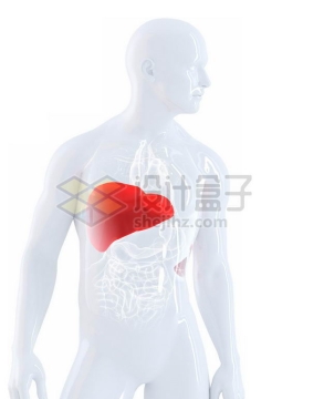 3D立体红色肝脏和白色心脏肺部肝脏大肠小肠等内脏塑料人体模型9532140图片免抠素材